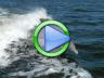 Dolphin bubbles video